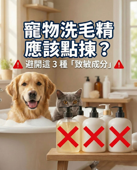 【寵物小知識】市售寵物洗毛精怎麼選？避開這 3 種「致敏成分」，揭露洗澡後最容易被忽略的「致命死毛」危機！