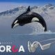 可調節骨傳導無線耳機 | 日本 HACRAY ORCA